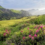 Alpenrosen (Bild: © Lenk Simmental Tourismus - swiss-image.ch/Patrick Aegerter)